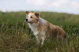 BORDER COLLIE 1088